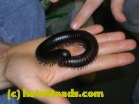 /home//u458753944/public_html/sourcegallery///////////////////////////////Insects and small critters/millipedes and centipedes/DSCN3703.JPG